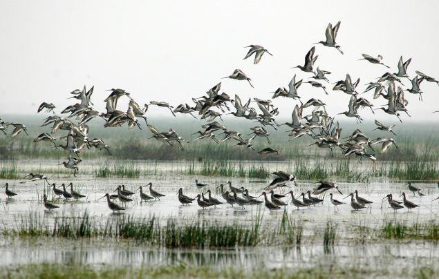 Bhitarakanika Witnesses 1.38 Lakh Migratory Birds This Time