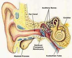 ear