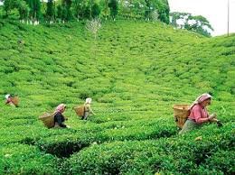 tea garden