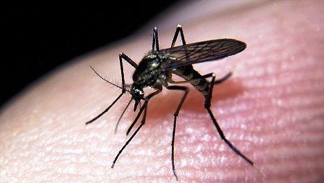 Mosquito, Scientifc name Aedes spp