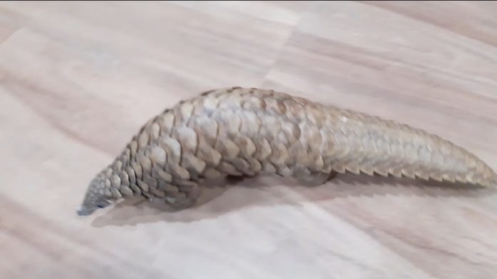 Forest Personnels rescue a Pangolin from a Quarantine Center in Odisha