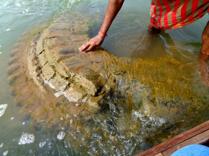 Submerged Shrine found in Mahanadi