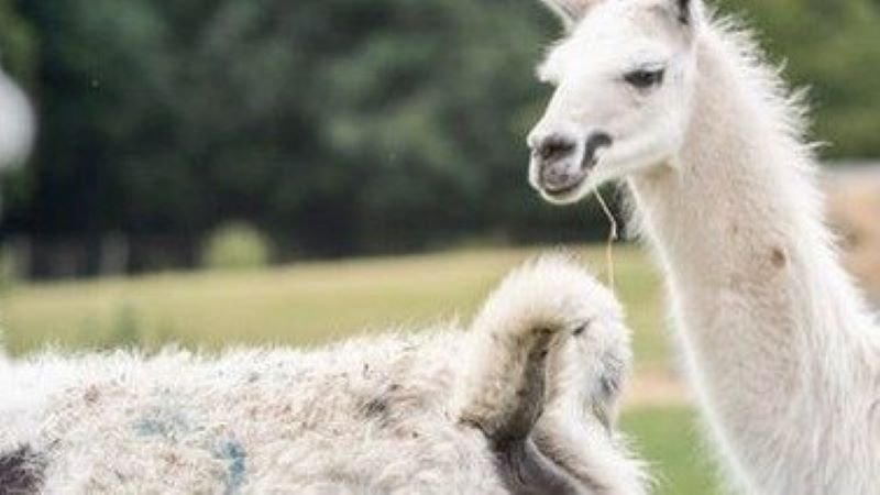 Nanobodies, produced by llamas, shows promise against Covid-19: Scientists