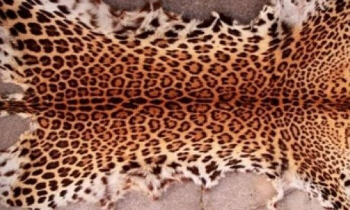 STF Seizes Leopard Skin from Odisha's Boudh District; 2 held