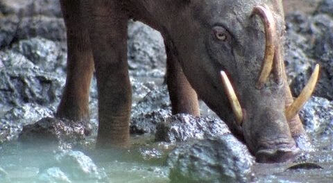 ବାରହା ମାଂସ ପାଇଁ ବନ କର୍ମଚାରୀ ହଟହଟା ବାରହା ମାଂସ ପାଇଁ ବନ କର୍ମଚାରୀ ହଟହଟା