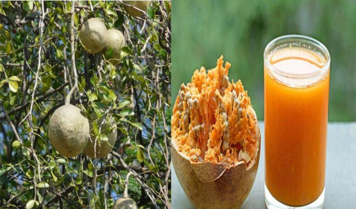 benefits of bael for good health