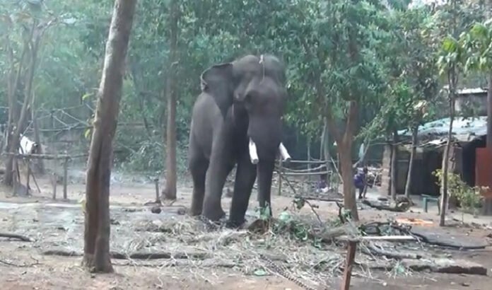 Elephant Tramples Two Elderly Persons Near Cuttack