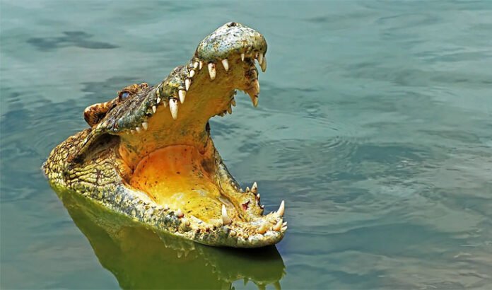 minor boy-survived-a-crocodile-attack