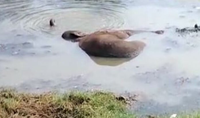 elephants-trapped-in-a-pond-in-sambalpur