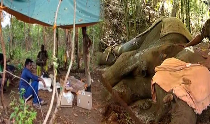 injured elephant died during-treatment in narasinhapur-forest