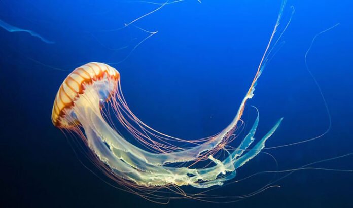 poisonous-jellyfishes-attack-tourist-in-puri-sea