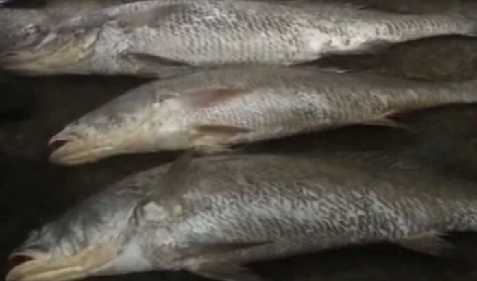 rare fish worth Rs 18 lakh fell into the fishermen's net