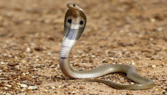 Three More Deaths Due To Snakebite In Odisha