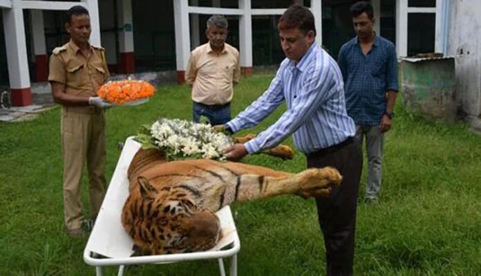 worlds oldest tiger raja dies at 25 age