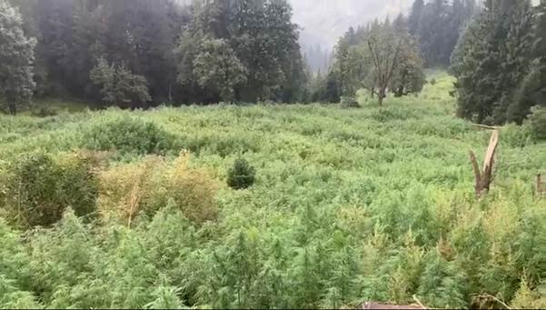 Cannabis In HP CBN Destroys 1032 Hectares Of Illicit Cannabis Cultivation In Himachal Pradesh