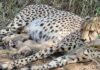 Union Environment Minister Announces Birth of Three Cheetah Cubs at Kuno National Park Union Environment Minister Announces Birth of Three Cheetah Cubs at Kuno National Park