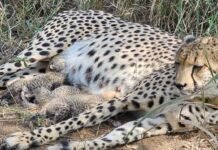 Union Environment Minister Announces Birth of Three Cheetah Cubs at Kuno National Park Union Environment Minister Announces Birth of Three Cheetah Cubs at Kuno National Park