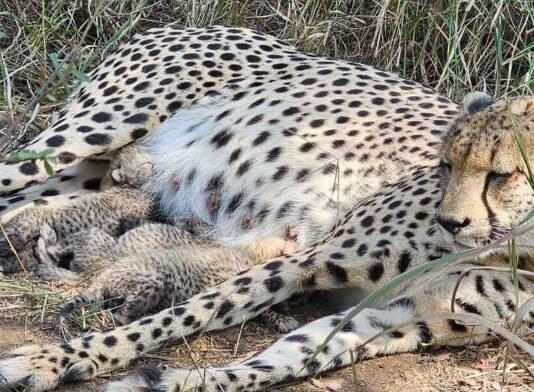 Union Environment Minister Announces Birth of Three Cheetah Cubs at Kuno National Park Union Environment Minister Announces Birth of Three Cheetah Cubs at Kuno National Park