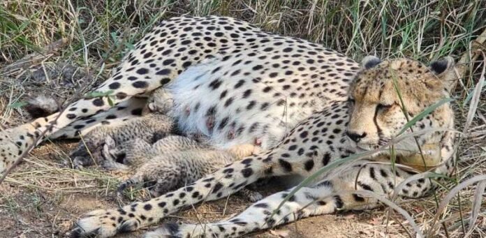 Cheetah-Cub Update Union Environment Minister Announces Birth of Three Cheetah Cubs at Kuno National Park
